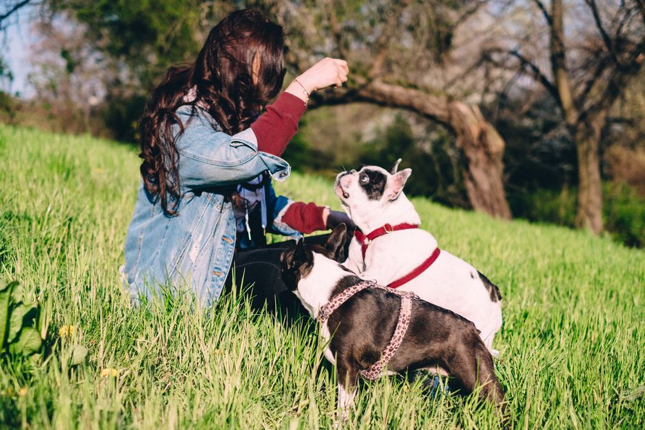 Innovative Techniques for Effective Dog Training